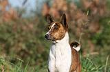 BASENJI 031